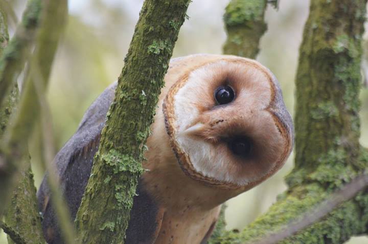 owl-mysticmamma